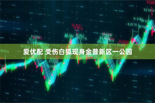 爱优配 受伤白狐现身金普新区一公园