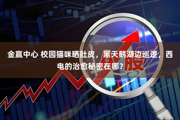 金赢中心 校园猫咪晒肚皮，黑天鹅湖边巡逻，西电的治愈秘密在哪？